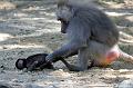 2010-08-24 (622) Aanranding en mishandeling gebeurd ook in de apenwereld